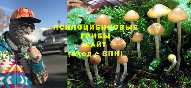 закладки  Пятигорск  Псилоцибиновые грибы Magic Shrooms 